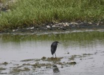 black heron.JPG