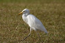 cattle egret.JPG