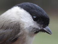 MARSH TIT HEAD SHOTed.jpg