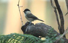 Willow Tit Broom Covert 27-8-12 2 1ed.jpg