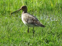 godwit.JPG