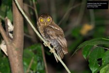 Andaman Scops-Owl.jpg
