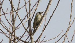 Grey-headed Woodpecker.jpg