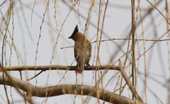 Japanese Waxwing.jpg