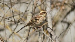 Yellow-throated Bunting.jpg