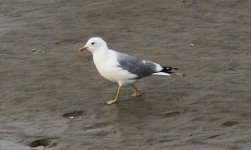 Common Gull.jpg