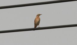 Dusky x Naumann's Thrush.jpg