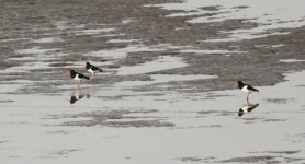 Eurasian Oystercatcher.jpg