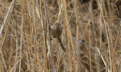 Vinous-throated Parrotbill.jpg