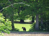 Black Bear 5-24-15 053 (1280x960).jpg