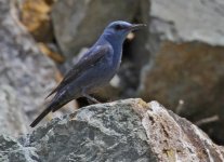 Blue rock thrush (Monticola solitarius) 2 Petri 17051417052014_LQ.jpg