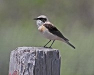 Black-eared Wheatear  Oenanthe Hispanica 2 Meledia Valley 160514LQ.jpg