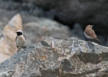 Black-eared Wheatear  Oenanthe Hispanica male fem 1 Petri 170514lq.jpg