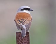 Shrike red-backed shrike (Lanius collurio) 1 Faneromeni 09051409052014_LQ.jpg