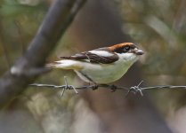 Shrike Woodchat Shrike lanius senator 1 Faneromeni 16051409052014_LQ.jpg