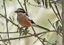 Shrike Masked Shrike ( Lanius nubicus) 1 Faneromeni 14051414052014_LQ.jpg