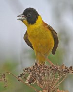 Bunting Black-headed Bunting (Emberiza melanocephala) 1 Faneromeni Lesvos 20051420052014_LQ.jpg