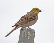 Bunting Cinereous Bunting (Emberiza cineracea) 1 Petrified Forest 20051420052014_LQ.jpg