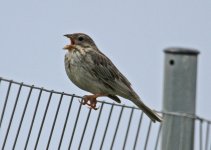 corn bunting (Emberiza calandra) Faneromeni 040514.jpg