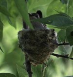 Nesting-Hummingbird-0866a.jpg