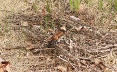 Dusky Thrush.jpg