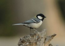 Japanese Tit.jpg