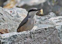 Nuthatch Rock Nuthatch (Sitta neumayer) 1 Petri 17051417052014_LQ.jpg