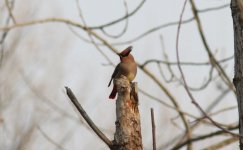 Japanese Waxwing.jpg