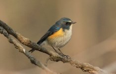 Red-flanked Bluetail 2.jpg