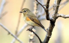 Red-flanked Bluetail.jpg