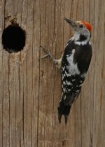Middle spotted woodpecker dendrocopos medius 1 Limonos   06051406052014_LQ.jpg