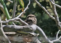 Nightjar Caprimulgus europaeus 3 Faneromeni 11051411052014_LQ.jpg