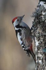 2015_02_16 (19)_Middle_Spotted_Woodpecker (533x800).jpg
