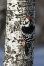 2015_02_16 (12)_White-backed_Woodpecker (533x800).jpg
