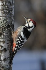 2015_02_16 (11)_White-backed_Woodpecker (533x800).jpg