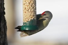 2015_02_16 (7)_Grey-headed_Woodpecker (800x533).jpg