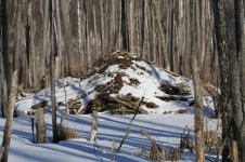 2015_02_16 (26)_Beaver_Lodge (800x533).jpg