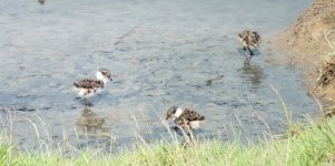 lapwing chicks DSCF7458.jpg