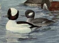 buffleheads.jpg