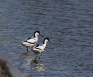 Avocets QE2 12.5.15z.jpg