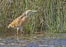 Squacco heron (Ardeola ralloides) 2 Mesa  15051415052014_LQ.jpg