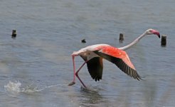 Greater Flamingo (Phoenicopterus roseus)  1 Policnictou  May 201419052014_LQ.jpg