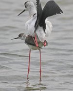 Black-winged stilt (Himantopus himantopus) 4 Alikoudi Pool 100514_LQ.jpg