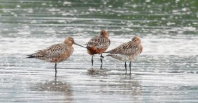 asian dowitchers flag DB MP P900 2,000mm DSCN1210.jpg