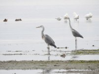 grey herons spoonbills DB MP P900 1400mm DSCN1183.jpg