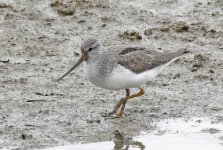 terek sandpiper DB MP P900 600mm DSCN1168.jpg