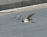 A White-Wagtail no.2. with Swallow, Paphos April'15.jpg