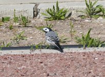 A White-Wagtail no.1. Paphos April'15.jpg