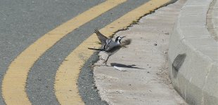 A further cropped White-Wagtail no.3. taking flight from the kerb, Paphos April'15.jpg