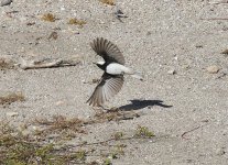 A Hooded Wheatear in flight no.1. April'15.jpg